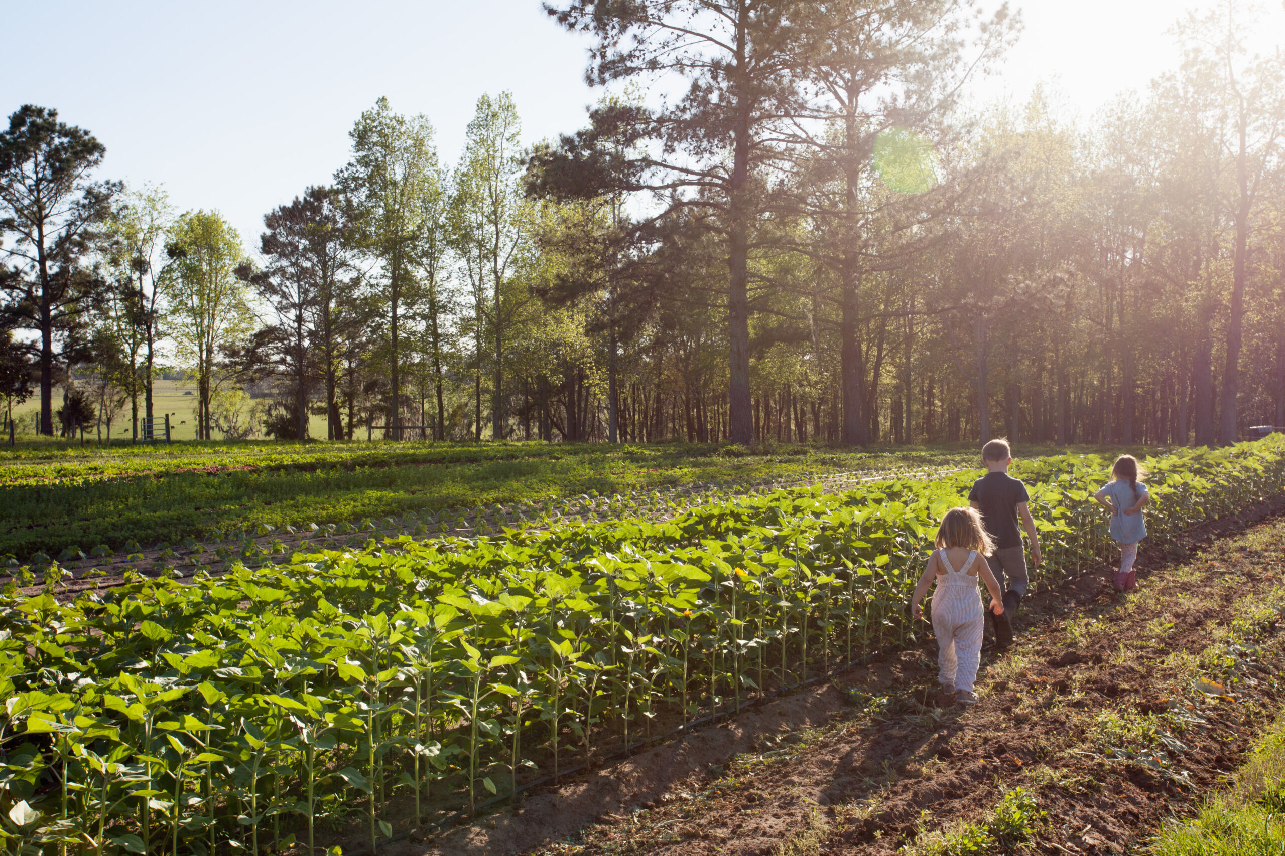 Three children walking beside crops on farm, rear view